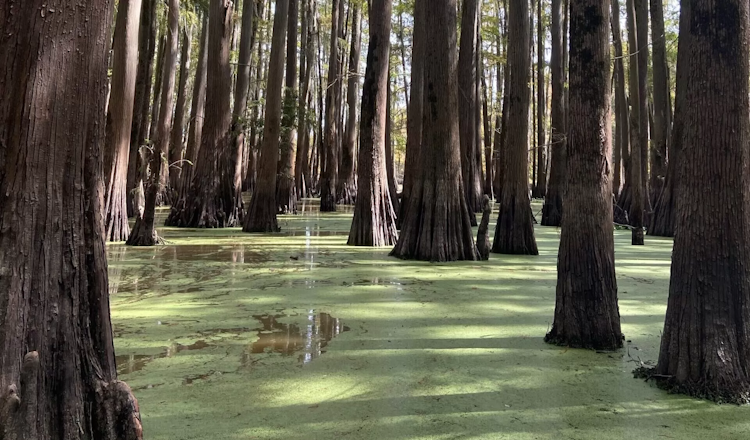 forest near Jackson, MS